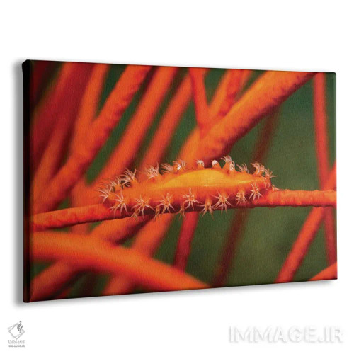 تابلو Aclyvolva Lanceolata, On Whip Coral, Philippines,صدف گاوی همکار روی مرجان شلاقی، فیلیپین اثر دیوید فلیتهام - نمای پرسپکتیو محصول