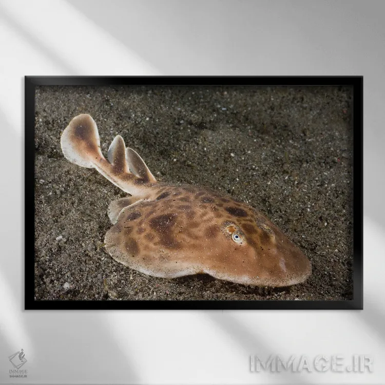 تابلو Indonesia,یک سفرهماهی برقدار، جزیره رینکا، پارک ملی کومودو، اندونزی اثر دیوید فلیتهام - نمای قابدار مشکی