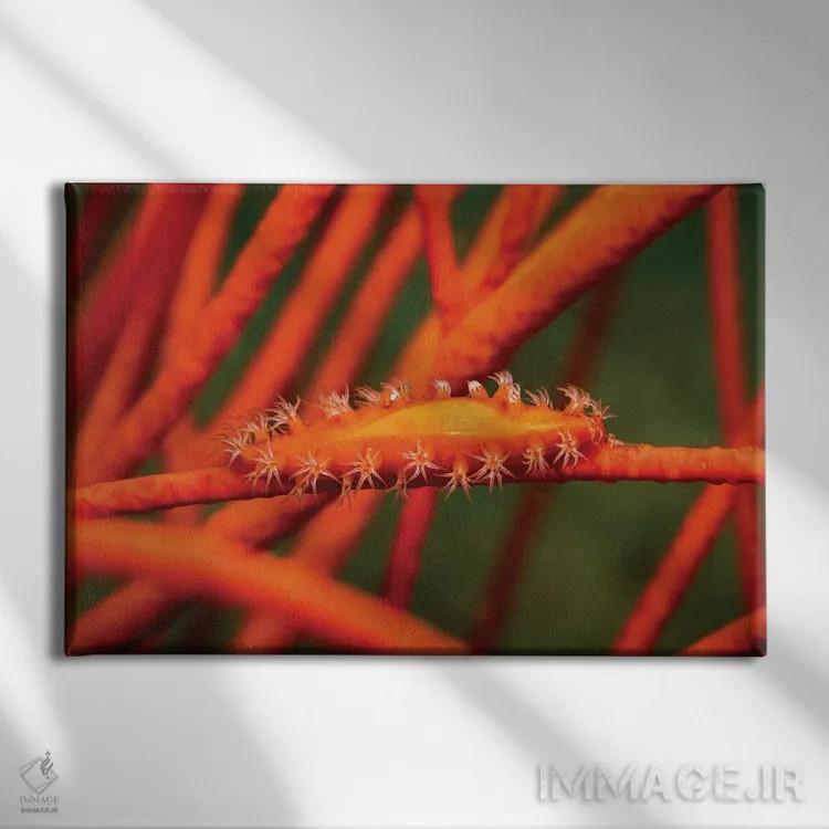 تابلو Aclyvolva Lanceolata, On Whip Coral, Philippines,صدف گاوی همکار روی مرجان شلاقی، فیلیپین اثر دیوید فلیتهام - نمای روبهرو روی دیوار