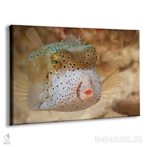 تابلو ماهی جعبهای زرد جوان (اوستراسیون کوبیکوس) زیر مرجانها در مالزی اثر دیوید فلیتهام - نمای پرسپکتیو محصول