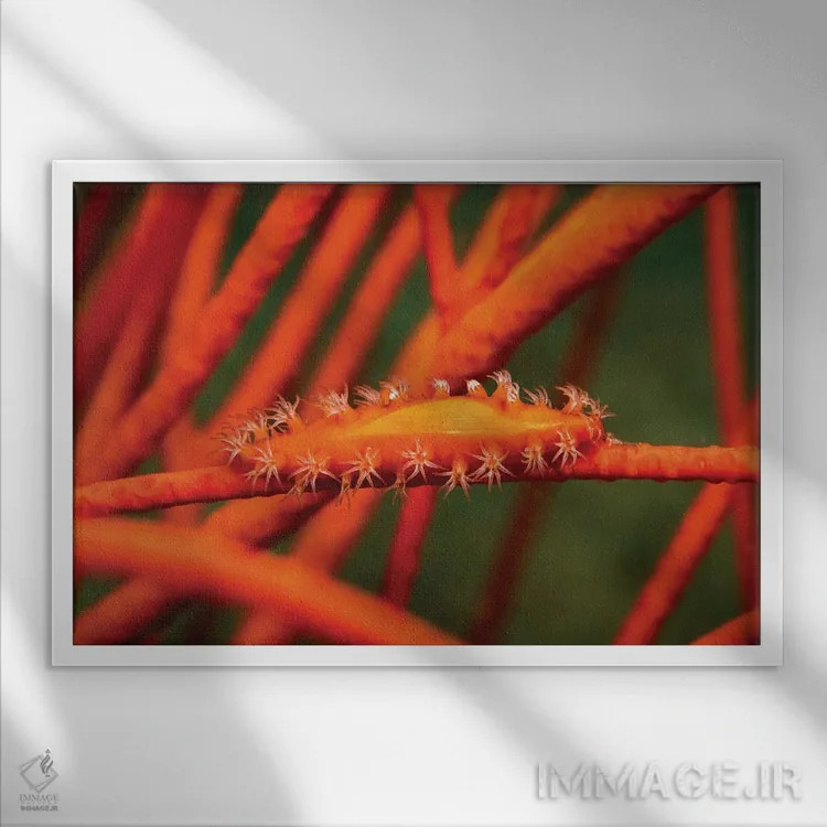 تابلو Aclyvolva Lanceolata, On Whip Coral, Philippines,صدف گاوی همکار روی مرجان شلاقی، فیلیپین اثر دیوید فلیتهام - نمای قابدار سفید