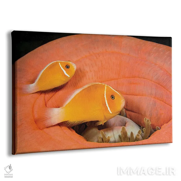 تابلو Heteractis Magnifica,ماهی دلقک (آمفیپریون پریدرایون) در شقایق دریایی باشکوه (هتراکتیس ماگنیفیکا) اثر دیوید فلیتهام - نمای پرسپکتیو محصول