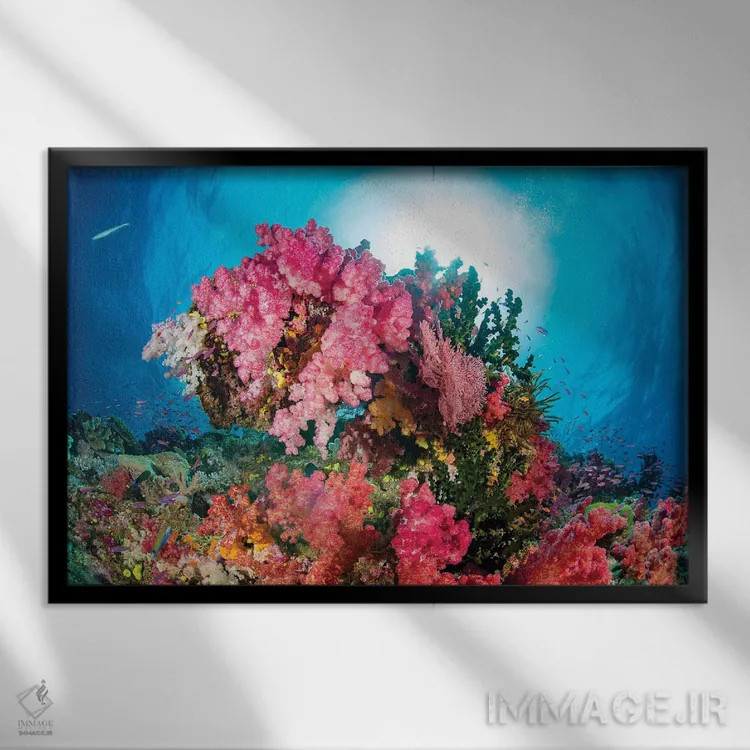 تابلو Fiji,آلسیوناریا و گورگونی همراه با ماهی آنتیاس، فیجی اثر دیوید فلیتهام - نمای قابدار مشکی