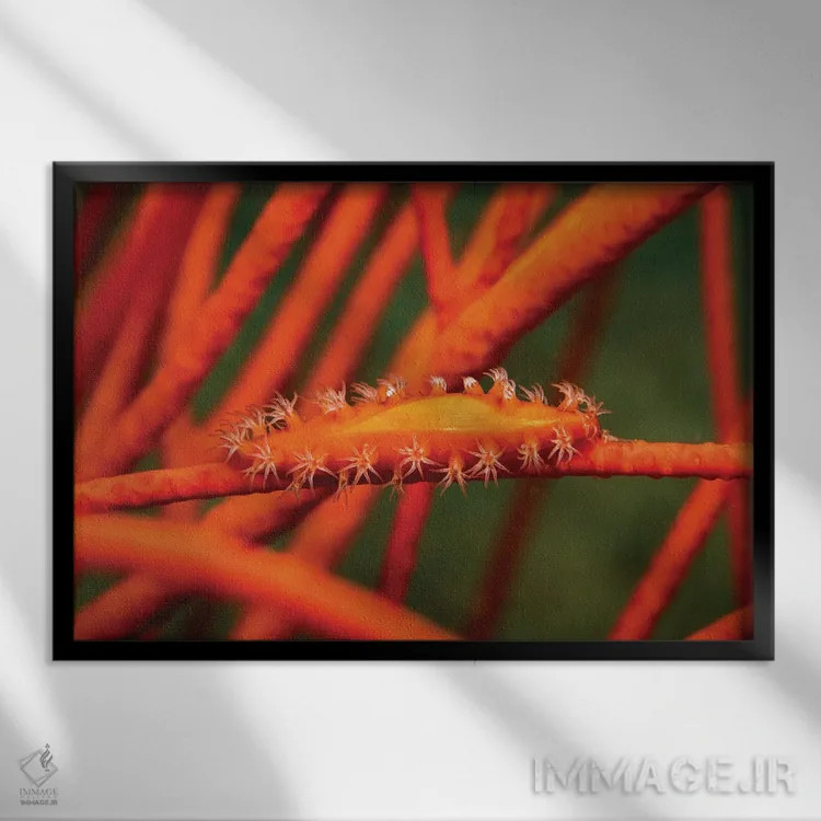 تابلو Aclyvolva Lanceolata, On Whip Coral, Philippines,صدف گاوی همکار روی مرجان شلاقی، فیلیپین اثر دیوید فلیتهام - نمای قابدار مشکی