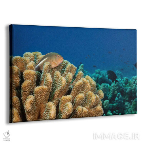 تابلو Hawaii,ماهی شاهینماهی زنگولهای (پاراسیریتس آرکاتوس) روی مرجان در هاوایی اثر دیوید فلیتهام - نمای پرسپکتیو محصول