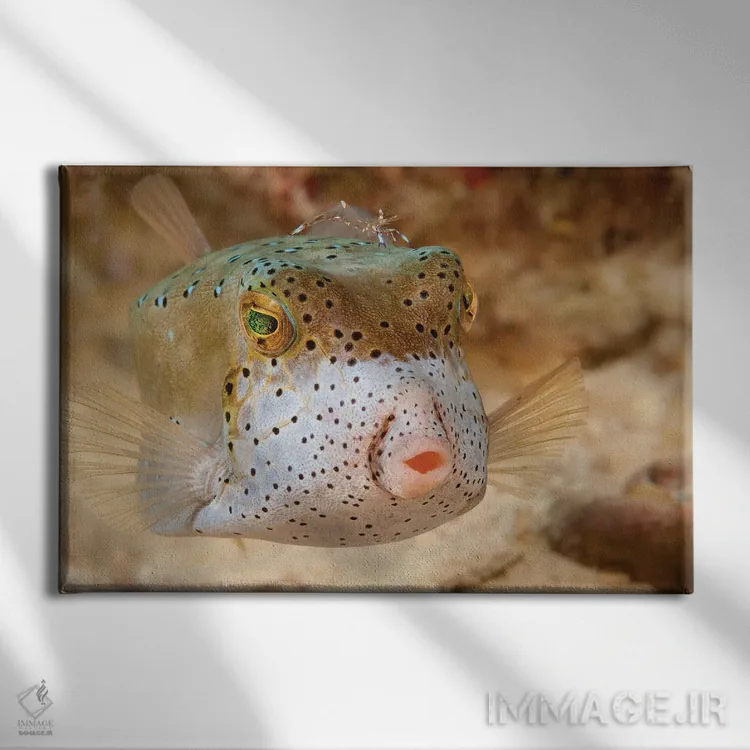 تابلو ماهی جعبهای زرد جوان (اوستراسیون کوبیکوس) زیر مرجانها در مالزی اثر دیوید فلیتهام - نمای روبهرو روی دیوار