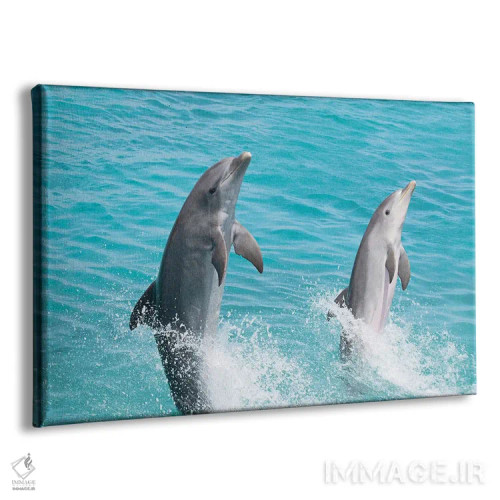 تابلو Roatan, Honduras,گروه دلفینهای پوزهبطری آتلانتیک (تورسیوپس ترانکاتوس)، رواتان، هندوراس اثر دیوید فلیتهام - نمای پرسپکتیو محصول