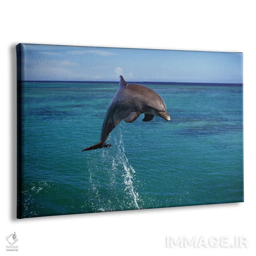 تابلو Bahamas,نمای نزدیک از دلفین پوزهبطری آتلانتیک (تورسیوپس ترانکاتوس)، باهاما اثر دیوید فلیتهام - نمای پرسپکتیو محصول