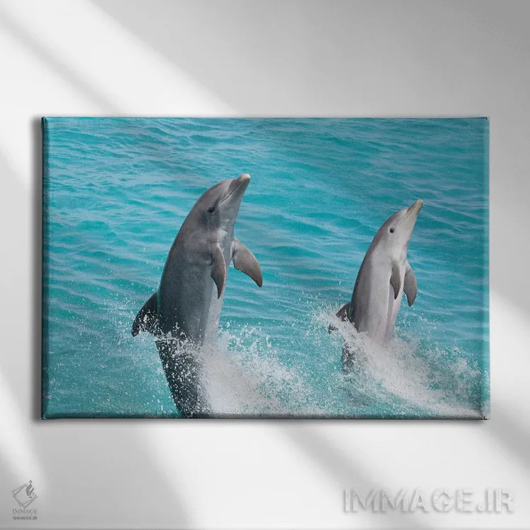 تابلو Roatan, Honduras,گروه دلفینهای پوزهبطری آتلانتیک (تورسیوپس ترانکاتوس)، رواتان، هندوراس اثر دیوید فلیتهام - نمای روبهرو روی دیوار