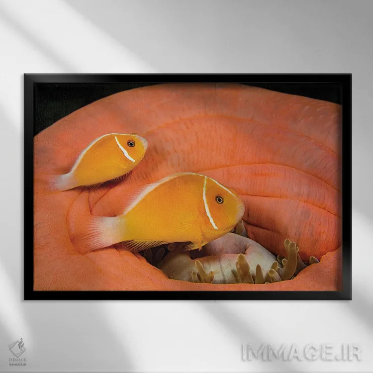 تابلو Heteractis Magnifica,ماهی دلقک (آمفیپریون پریدرایون) در شقایق دریایی باشکوه (هتراکتیس ماگنیفیکا) اثر دیوید فلیتهام - نمای قابدار مشکی