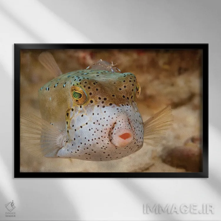 تابلو ماهی جعبهای زرد جوان (اوستراسیون کوبیکوس) زیر مرجانها در مالزی اثر دیوید فلیتهام - نمای قابدار مشکی