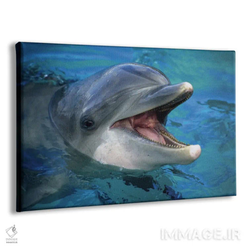 تابلو Curacao,دلفین پوزهبطری آتلانتیک (تورسیوپس ترانکاتوس) در حال پرش، کوراسائو اثر دیوید فلیتهام - نمای پرسپکتیو محصول