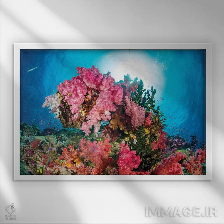 تابلو Fiji,آلسیوناریا و گورگونی همراه با ماهی آنتیاس، فیجی اثر دیوید فلیتهام - نمای قابدار سفید