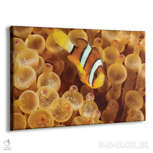 تابلو Sargasso Sea,ماهی قورباغهای سارگاسوم (هیستریو هیستریو) در جلبکهای سارگاسو اثر دیوید فلیتهام - نمای پرسپکتیو محصول