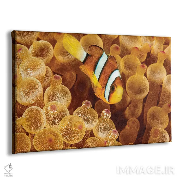 تابلو Sargasso Sea,ماهی قورباغهای سارگاسوم (هیستریو هیستریو) در جلبکهای سارگاسو اثر دیوید فلیتهام - نمای پرسپکتیو محصول