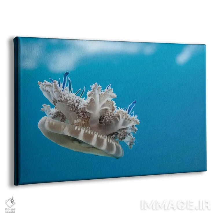 تابلو Florida,عروس دریایی وارونه (کاسیوپئا) در آب کمعمق علفزار دریایی، فلوریدا اثر دیوید فلیتهام - نمای پرسپکتیو محصول