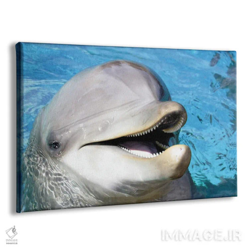 تابلو Roatan, Honduras,دید هوایی از سه دلفین پوزهبطری آتلانتیک (تورسیوپس ترانکاتوس)، رواتان، هندوراس اثر دیوید فلیتهام - نمای پرسپکتیو محصول