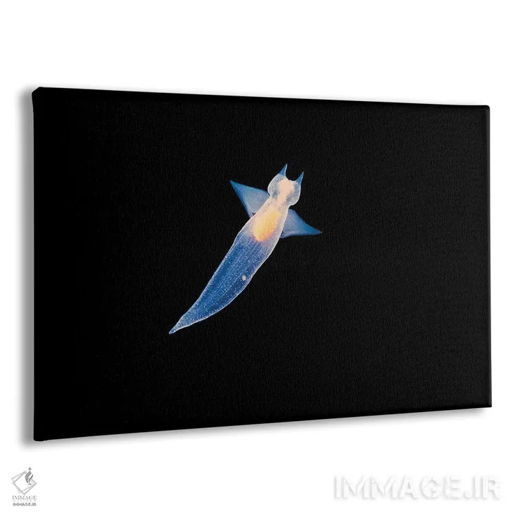 تابلو Bahamas,ماهی درام خالدار (اکوتوس پانکتاتوس) بالای صخره، باهاما اثر دیوید فلیتهام - نمای پرسپکتیو محصول