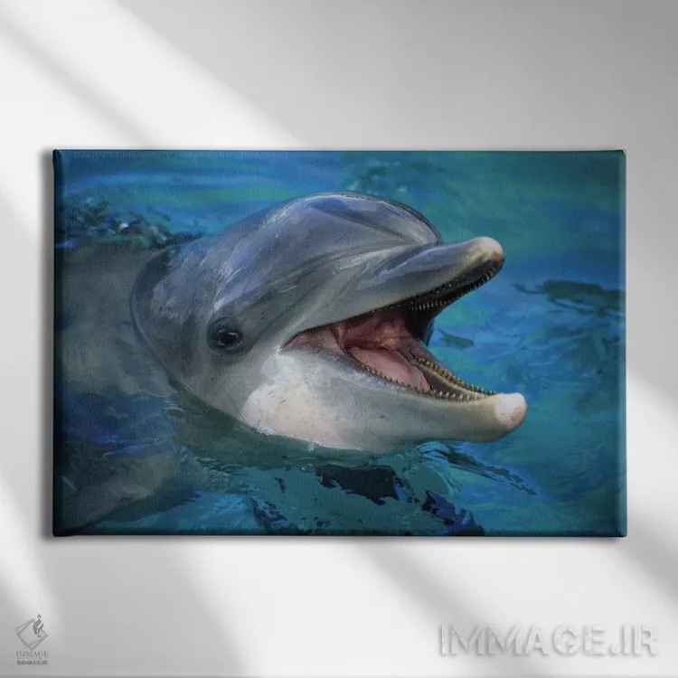 تابلو Curacao,دلفین پوزهبطری آتلانتیک (تورسیوپس ترانکاتوس) در حال پرش، کوراسائو اثر دیوید فلیتهام - نمای روبهرو روی دیوار