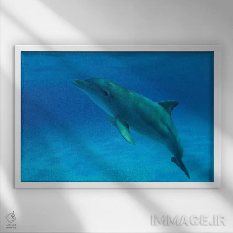 تابلو Curacao,دلفین پوزهبطری آتلانتیک (تورسیوپس ترانکاتوس) نزدیک سطح آب، کوراسائو اثر دیوید فلیتهام - نمای قابدار سفید