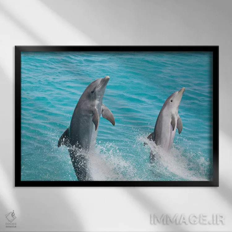 تابلو Roatan, Honduras,گروه دلفینهای پوزهبطری آتلانتیک (تورسیوپس ترانکاتوس)، رواتان، هندوراس اثر دیوید فلیتهام - نمای قابدار مشکی