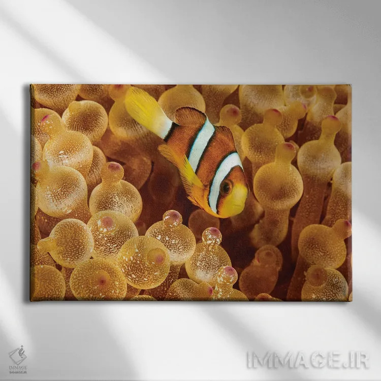 تابلو Sargasso Sea,ماهی قورباغهای سارگاسوم (هیستریو هیستریو) در جلبکهای سارگاسو اثر دیوید فلیتهام - نمای روبهرو روی دیوار