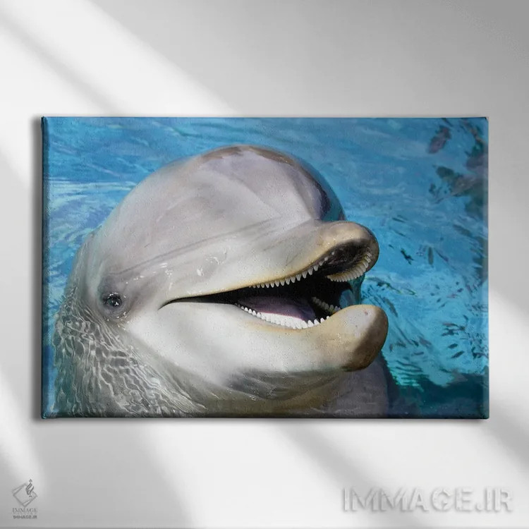 تابلو Roatan, Honduras,دید هوایی از سه دلفین پوزهبطری آتلانتیک (تورسیوپس ترانکاتوس)، رواتان، هندوراس اثر دیوید فلیتهام - نمای روبهرو روی دیوار