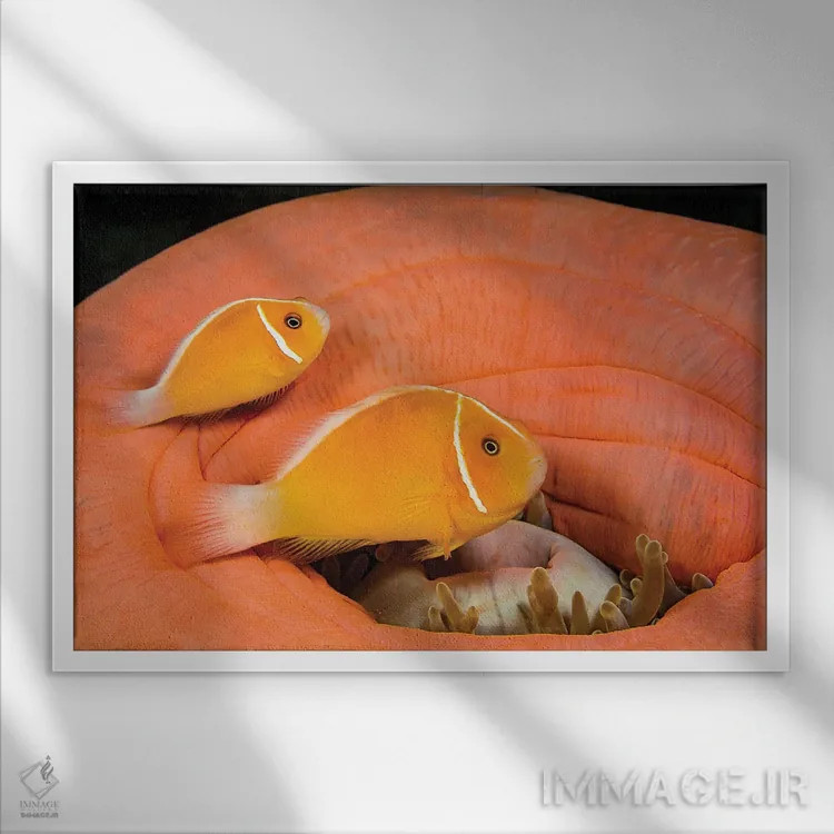 تابلو Heteractis Magnifica,ماهی دلقک (آمفیپریون پریدرایون) در شقایق دریایی باشکوه (هتراکتیس ماگنیفیکا) اثر دیوید فلیتهام - نمای قابدار سفید