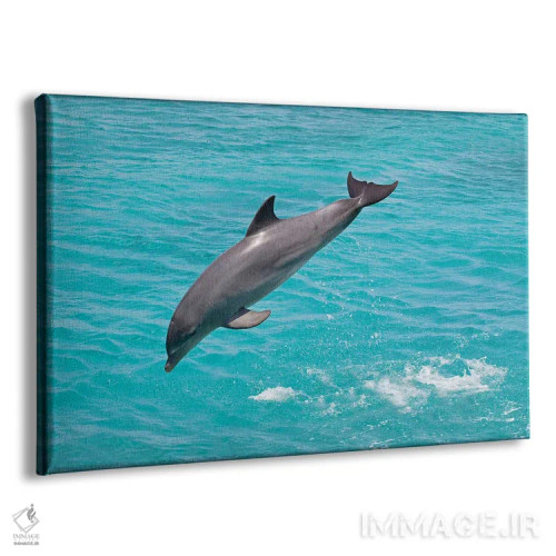 تابلو Bahamas,دلفین پوزهبطری آتلانتیک (تورسیوپس ترانکاتوس) در حال بیرون پریدن، باهاما اثر دیوید فلیتهام - نمای پرسپکتیو محصول
