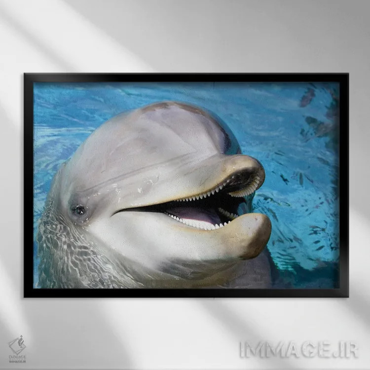 تابلو Roatan, Honduras,دید هوایی از سه دلفین پوزهبطری آتلانتیک (تورسیوپس ترانکاتوس)، رواتان، هندوراس اثر دیوید فلیتهام - نمای قابدار مشکی