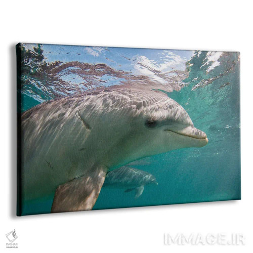 تابلو Bahamas,دلفینهای پوزهبطری آتلانتیک (تورسیوپس ترانکاتوس) در حال بازی، باهاما اثر دیوید فلیتهام - نمای پرسپکتیو محصول