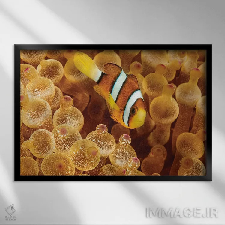 تابلو Sargasso Sea,ماهی قورباغهای سارگاسوم (هیستریو هیستریو) در جلبکهای سارگاسو اثر دیوید فلیتهام - نمای قابدار مشکی