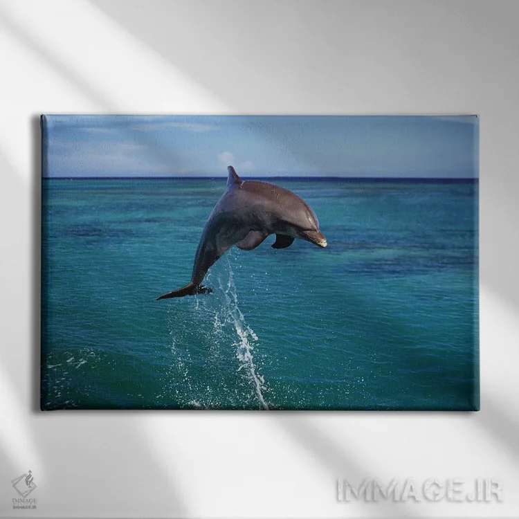 تابلو Bahamas,نمای نزدیک از دلفین پوزهبطری آتلانتیک (تورسیوپس ترانکاتوس)، باهاما اثر دیوید فلیتهام - نمای روبهرو روی دیوار