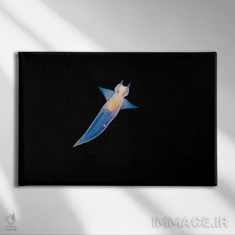 تابلو Bahamas,ماهی درام خالدار (اکوتوس پانکتاتوس) بالای صخره، باهاما اثر دیوید فلیتهام - نمای روبهرو روی دیوار