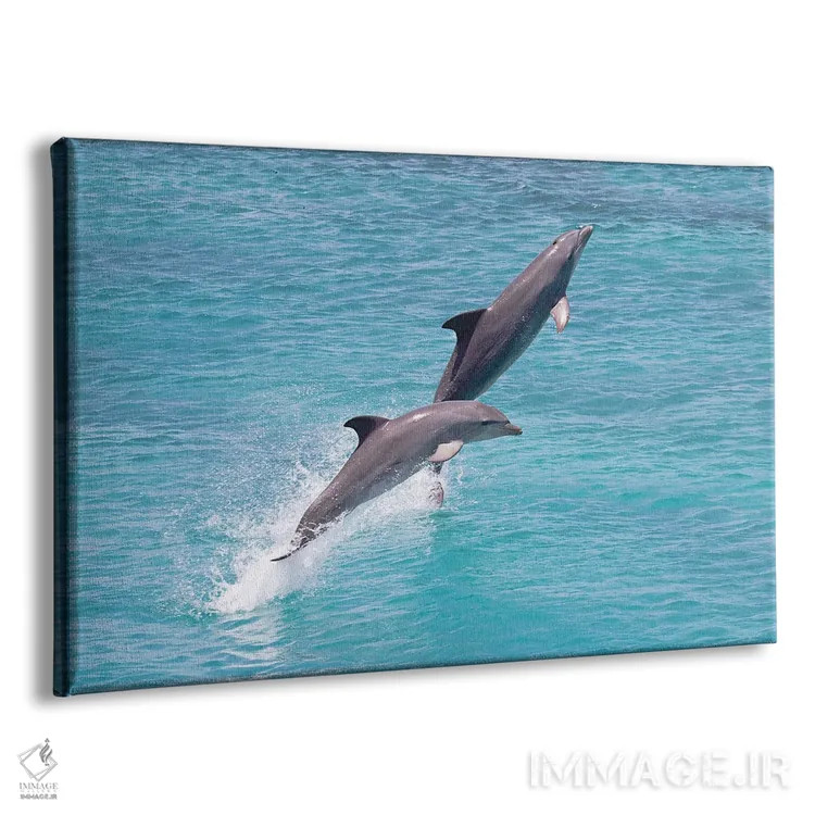 تابلو Roatan, Honduras,دلفین پوزهبطری آتلانتیک (تورسیوپس ترانکاتوس) در حال شنا، رواتان، هندوراس اثر دیوید فلیتهام - نمای پرسپکتیو محصول