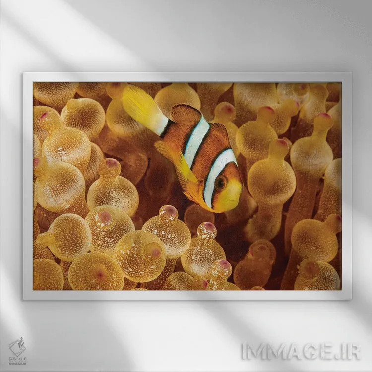 تابلو Sargasso Sea,ماهی قورباغهای سارگاسوم (هیستریو هیستریو) در جلبکهای سارگاسو اثر دیوید فلیتهام - نمای قابدار سفید