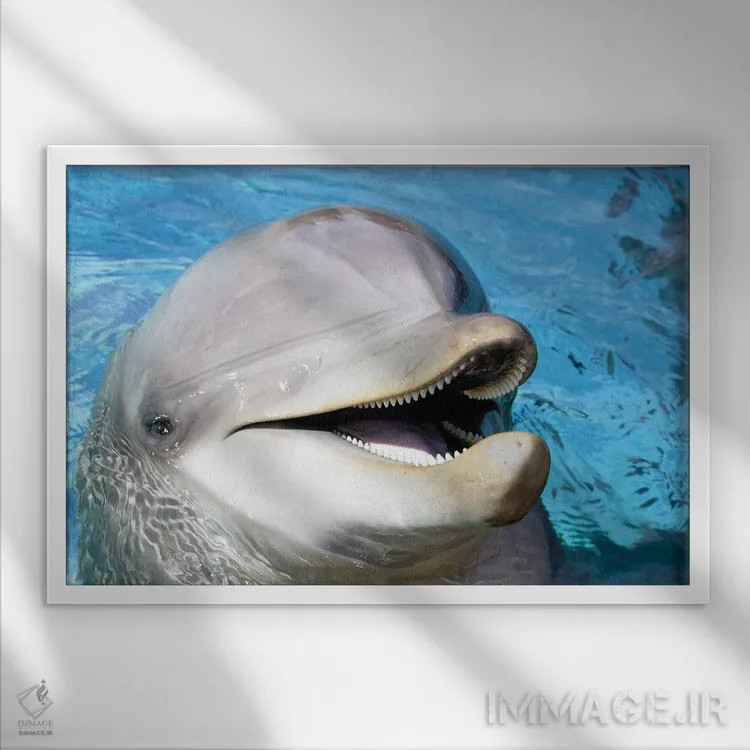 تابلو Roatan, Honduras,دید هوایی از سه دلفین پوزهبطری آتلانتیک (تورسیوپس ترانکاتوس)، رواتان، هندوراس اثر دیوید فلیتهام - نمای قابدار سفید