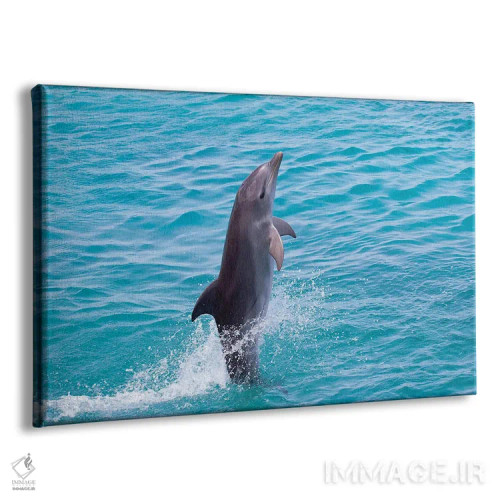 تابلو Bahamas,نمای نیمرخ نزدیک دلفین پوزهبطری آتلانتیک (تورسیوپس ترانکاتوس)، باهاما اثر دیوید فلیتهام - نمای پرسپکتیو محصول