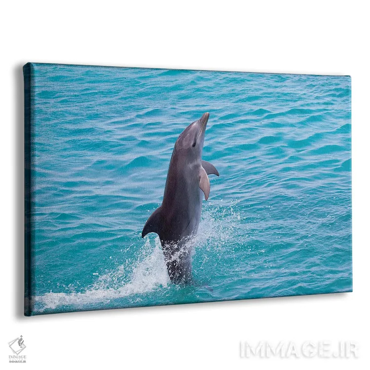 تابلو Bahamas,نمای نیمرخ نزدیک دلفین پوزهبطری آتلانتیک (تورسیوپس ترانکاتوس)، باهاما اثر دیوید فلیتهام - نمای پرسپکتیو محصول