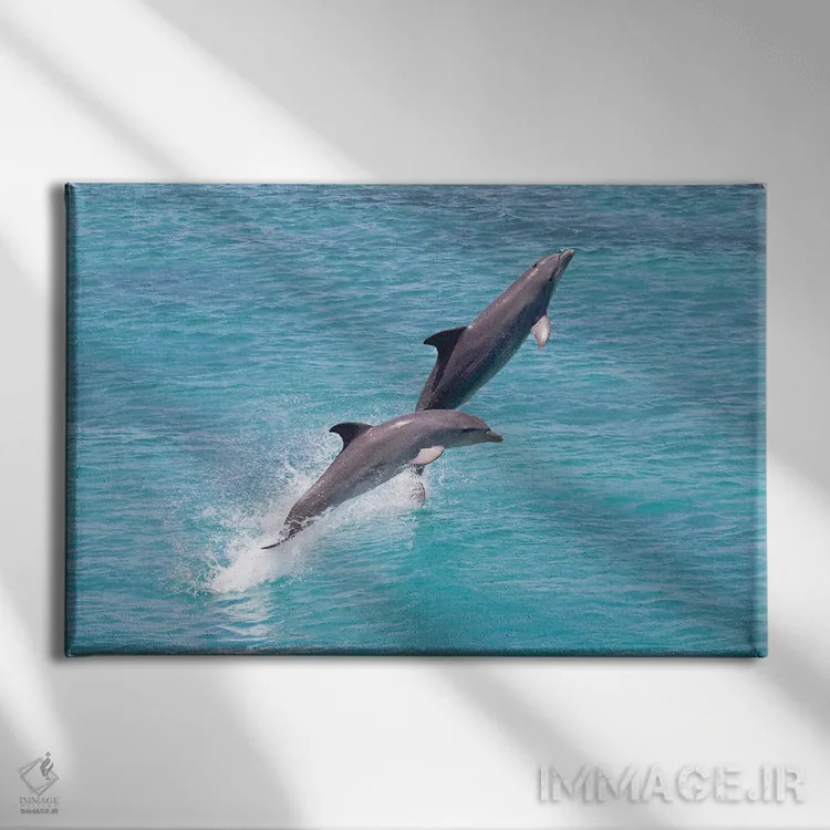 تابلو Roatan, Honduras,دلفین پوزهبطری آتلانتیک (تورسیوپس ترانکاتوس) در حال شنا، رواتان، هندوراس اثر دیوید فلیتهام - نمای روبهرو روی دیوار