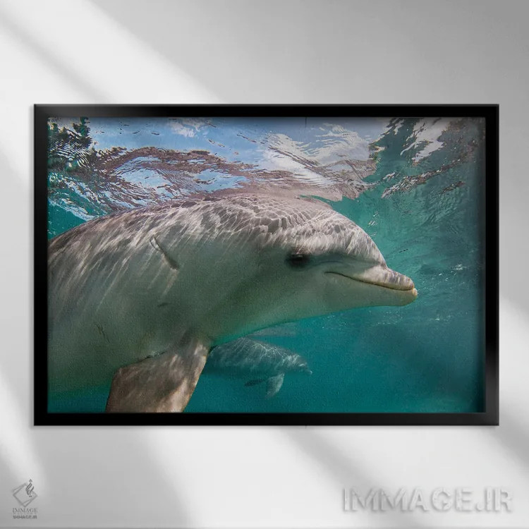 تابلو Bahamas,دلفینهای پوزهبطری آتلانتیک (تورسیوپس ترانکاتوس) در حال بازی، باهاما اثر دیوید فلیتهام - نمای قابدار مشکی