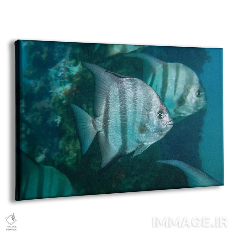 تابلو Caribbean Reef,ماهی طوطی ملکه ماده (اسکاروس وتولا)، صخره مرجانی کارائیب اثر دیوید فلیتهام - نمای پرسپکتیو محصول