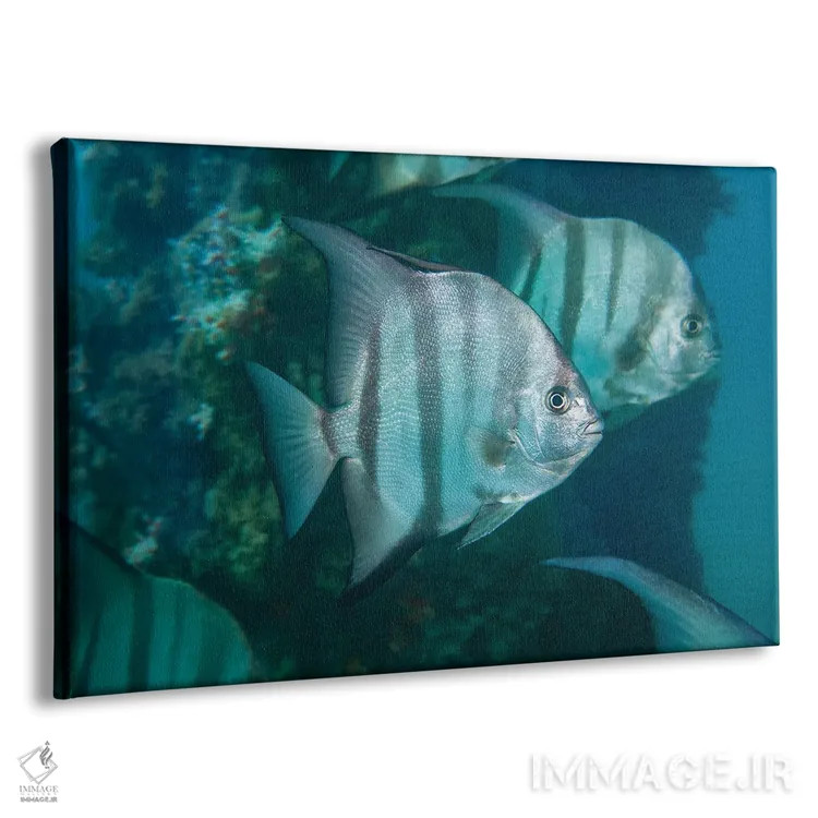 تابلو Caribbean Reef,ماهی طوطی ملکه ماده (اسکاروس وتولا)، صخره مرجانی کارائیب اثر دیوید فلیتهام - نمای پرسپکتیو محصول