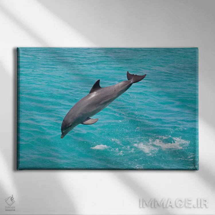 تابلو Bahamas,دلفین پوزهبطری آتلانتیک (تورسیوپس ترانکاتوس) در حال بیرون پریدن، باهاما اثر دیوید فلیتهام - نمای روبهرو روی دیوار