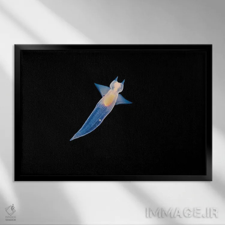 تابلو Bahamas,ماهی درام خالدار (اکوتوس پانکتاتوس) بالای صخره، باهاما اثر دیوید فلیتهام - نمای قابدار مشکی