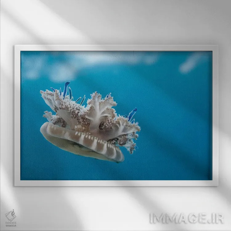 تابلو Florida,عروس دریایی وارونه (کاسیوپئا) در آب کمعمق علفزار دریایی، فلوریدا اثر دیوید فلیتهام - نمای قابدار سفید