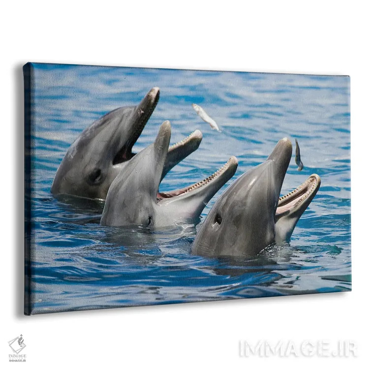 تابلو Roatan, Honduras,بچه دلفین پوزهبطری آتلانتیک (تورسیوپس ترانکاتوس)، رواتان، هندوراس اثر دیوید فلیتهام - نمای پرسپکتیو محصول