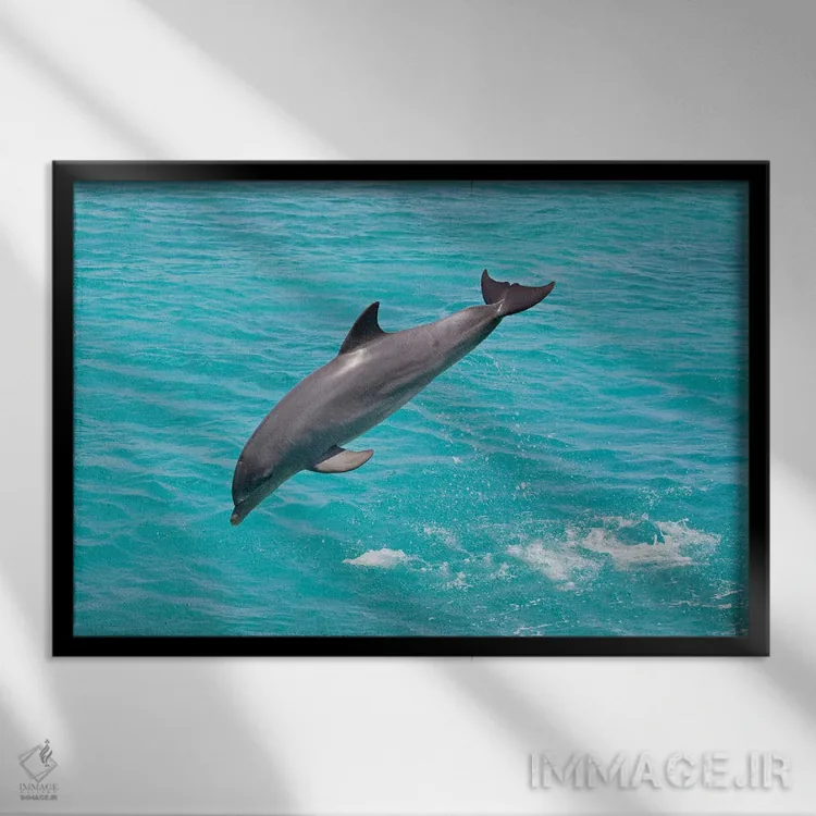 تابلو Bahamas,دلفین پوزهبطری آتلانتیک (تورسیوپس ترانکاتوس) در حال بیرون پریدن، باهاما اثر دیوید فلیتهام - نمای قابدار مشکی