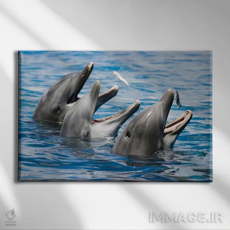 تابلو Roatan, Honduras,بچه دلفین پوزهبطری آتلانتیک (تورسیوپس ترانکاتوس)، رواتان، هندوراس اثر دیوید فلیتهام - نمای روبهرو روی دیوار