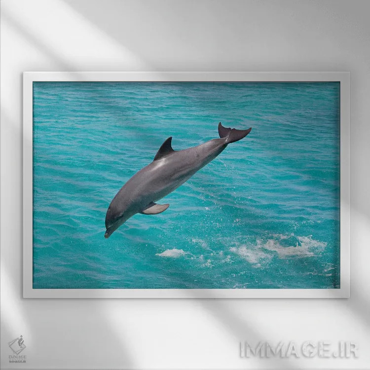 تابلو Bahamas,دلفین پوزهبطری آتلانتیک (تورسیوپس ترانکاتوس) در حال بیرون پریدن، باهاما اثر دیوید فلیتهام - نمای قابدار سفید